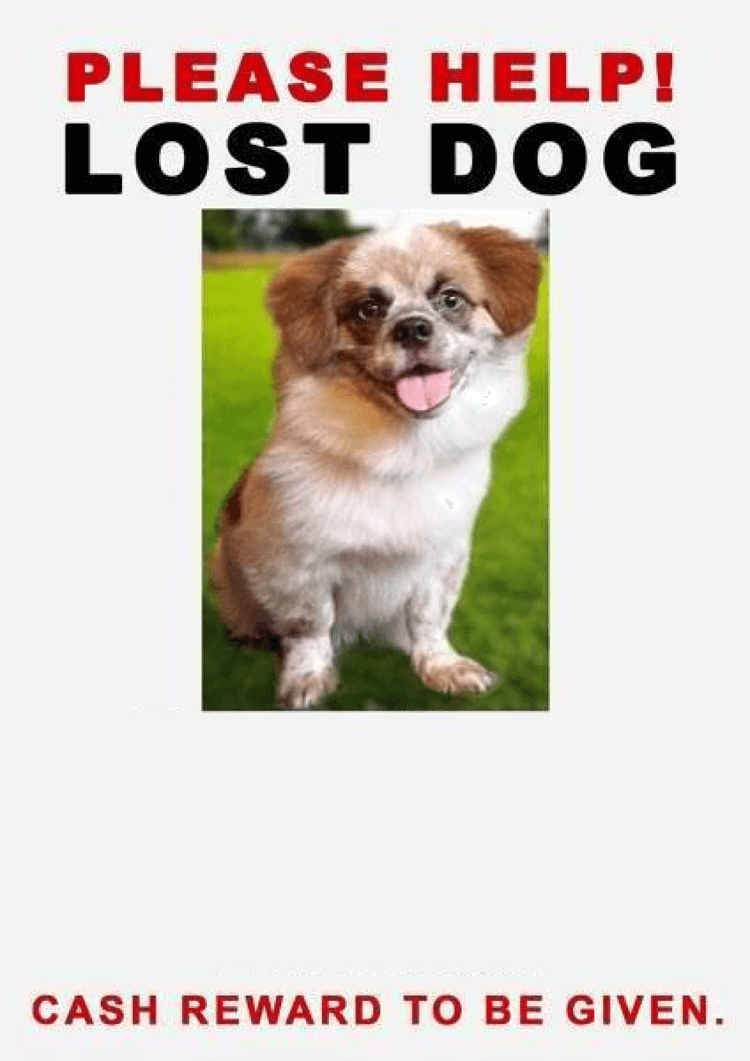 Lost Dog Flyer Template Word Card Template lost-dog-flyer-template-word-card-template
