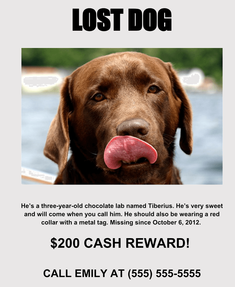 20+ Lost Cat / Dog Flyer & Poster Templates (for Microsoft Word)