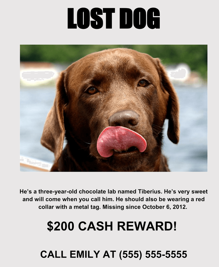 20-lost-cat-dog-flyer-poster-templates-for-microsoft-word