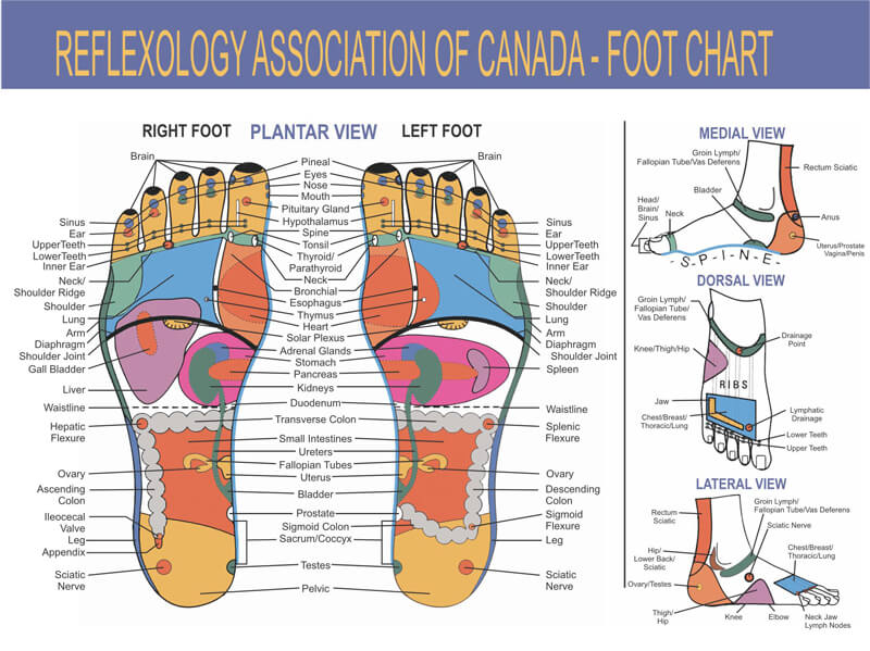 Reflexology Zones Chart