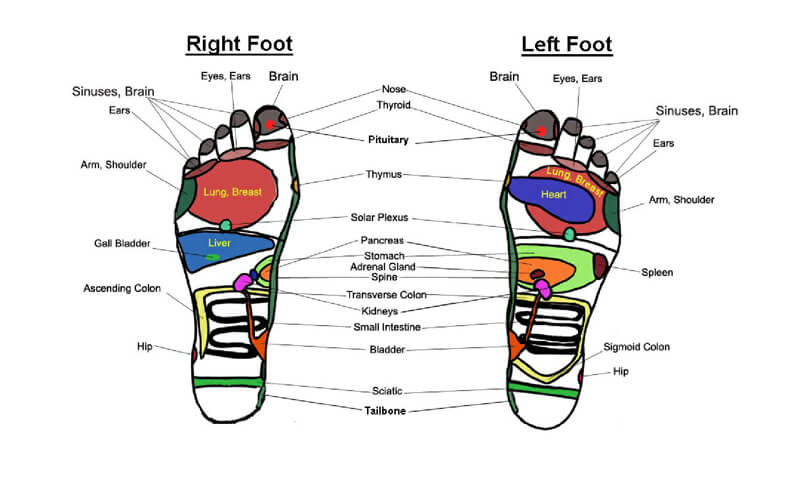 Free Foot Reflexology Chart 02