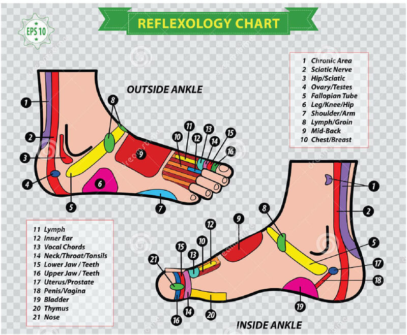 Lower Leg Reflexology Chart