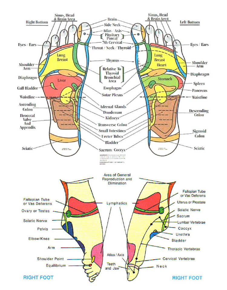 Free Foot Reflexology Chart 21