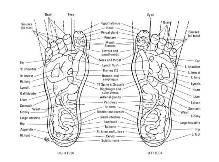 Reflexology Foot Chart Pdf