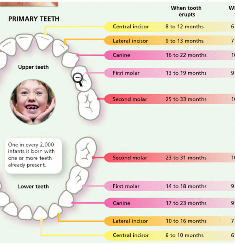 20 Free Printable Baby Teeth Eruption Charts (Word, PDF)