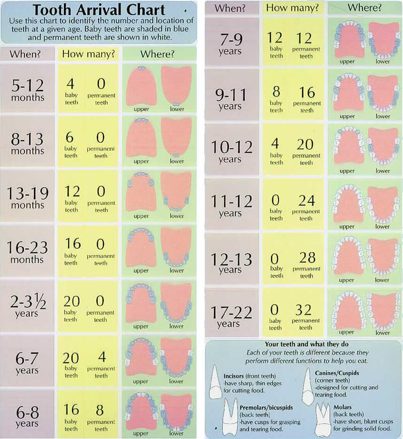 20-free-printable-baby-teeth-eruption-charts-word-pdf