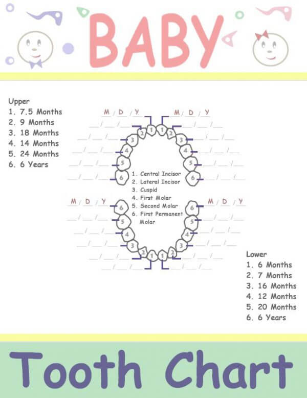 20 Free Printable Baby Teeth Eruption Charts (Word, PDF)