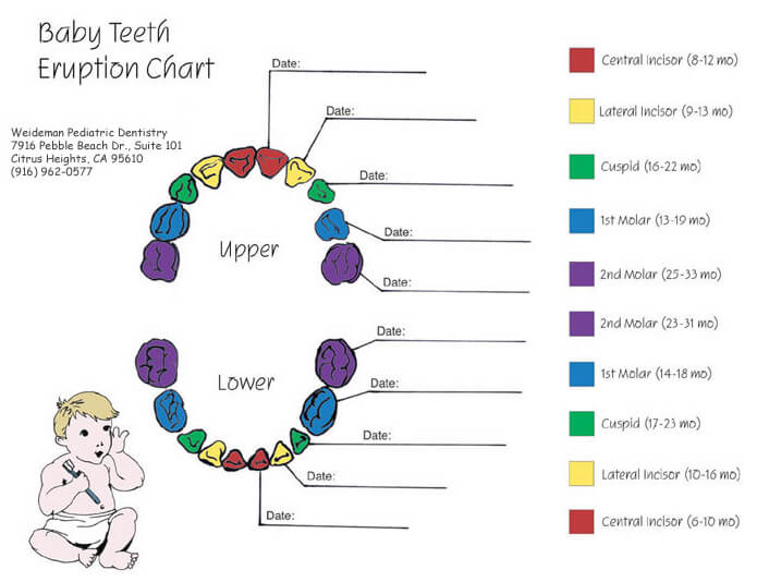 20 Free Printable Baby Teeth Eruption Charts (Word, PDF)