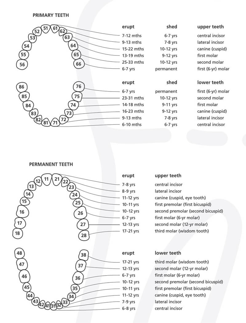 20 Free Printable Baby Teeth Eruption Charts (Word, PDF)