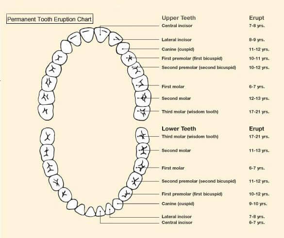20+ Free Printable Baby Teeth Eruption Charts (Word, PDF)