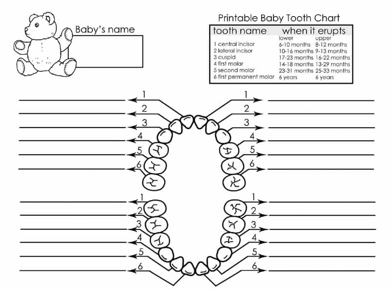 20+ Free Printable Baby Teeth Eruption Charts (Word, PDF)