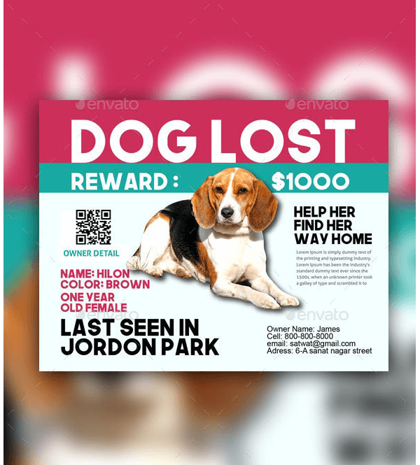 Lost Cat / Dog Flyer & Poster 17