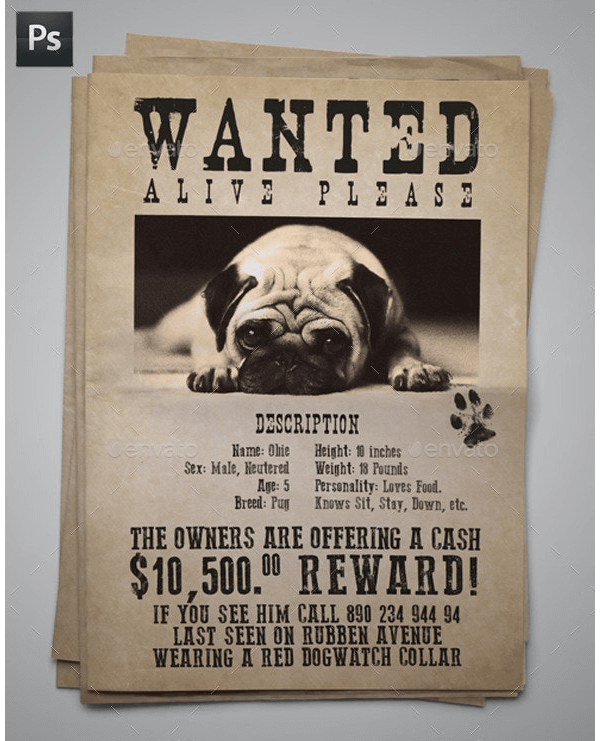 Lost Cat / Dog Flyer & Poster 15